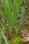 Tennessee purple coneflower